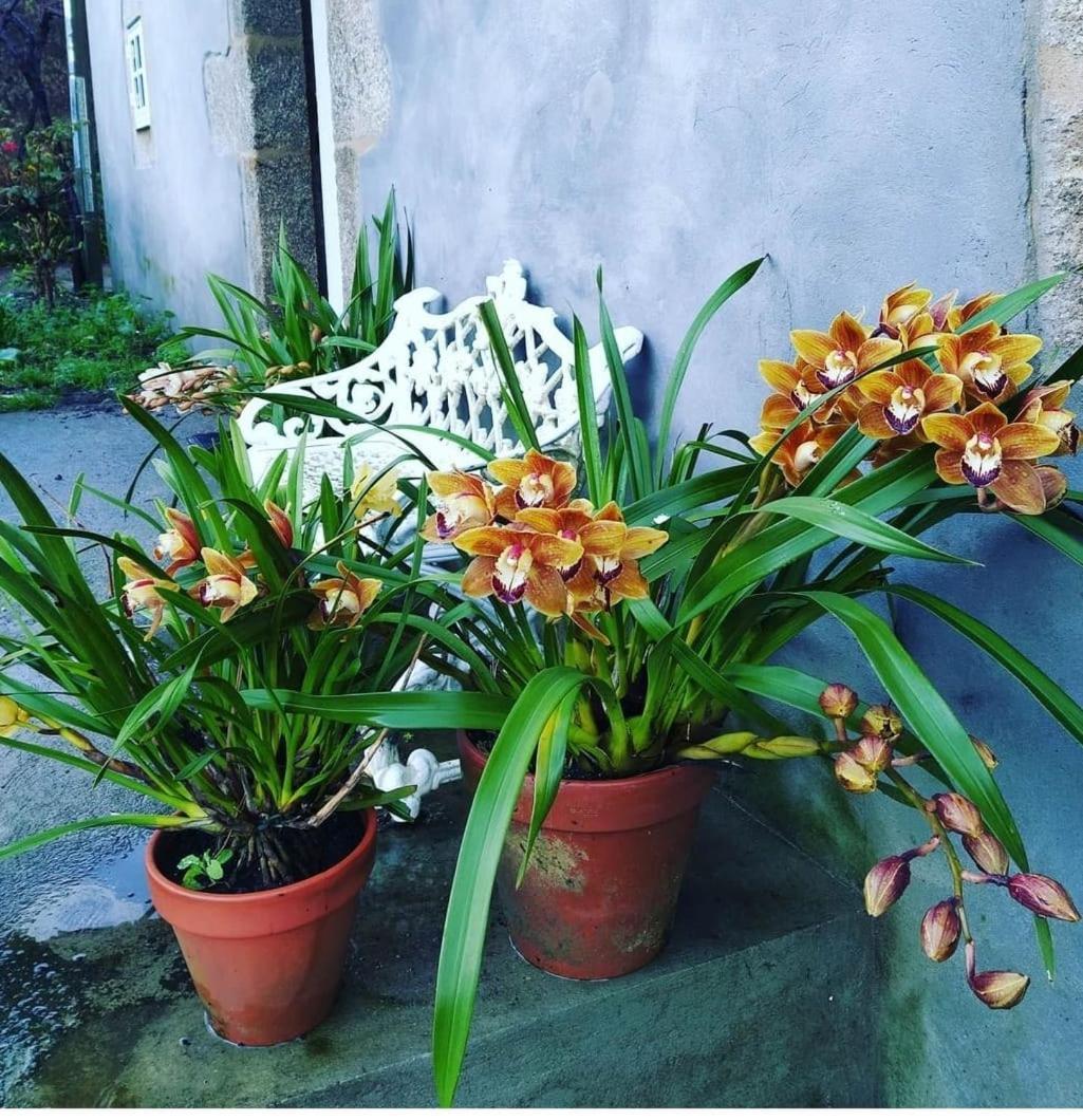 شقة A Casa Da Parrula سانتياغو دي كومبوستيلا المظهر الخارجي الصورة